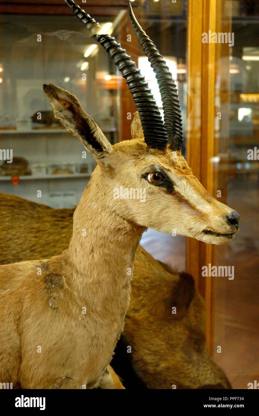 TAXIDERMY. Detail einer seziert Grant Gazelle. Museum für Zoologie. Barcelona. Katalonien. Stockfoto