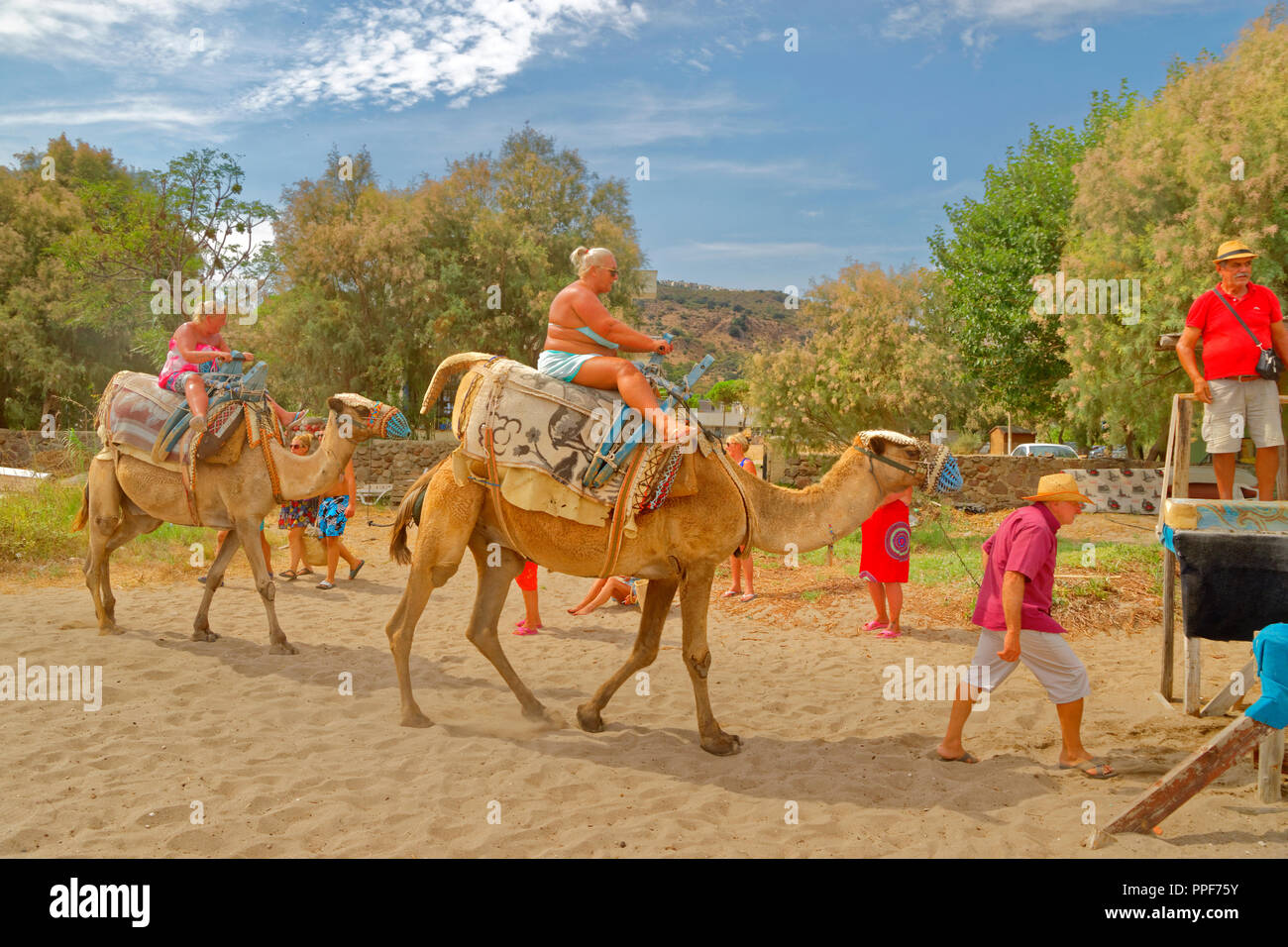 Kamelreiten im Camel Beach auf der Halbinsel Bodrum, Provinz Mugla, Türkei. Stockfoto