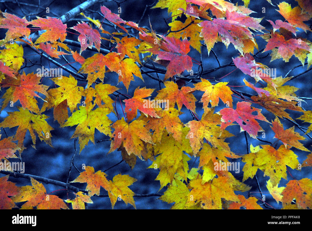 Bunte Herbst Ahorn Blätter über eine kontrastierende Blue Stream in Connecticut hängen. Stockfoto