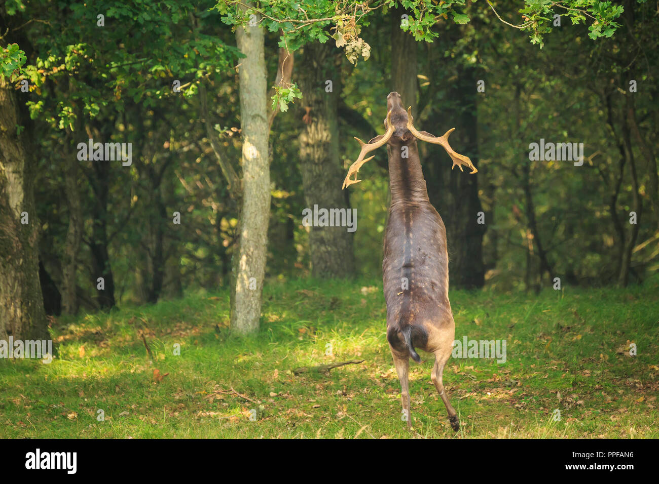 Stolz männlichen Damwild Hirsch, Dama Dama, mit großen Geweih stehen aufrecht auf den Hinterbeinen für Blätter in einer dunkel grünen Wald im Herbst Saison zu erreichen. Stockfoto