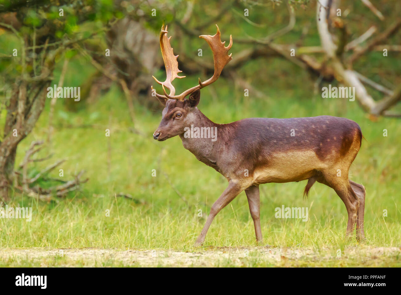 Stolz männlichen Damwild Hirsch, Dama Dama, mit großen Geweih Nahrungssuche für Blätter und Beeren in einer dunklen grünen Wald im Herbst Saison Sonnenaufgang. Stockfoto