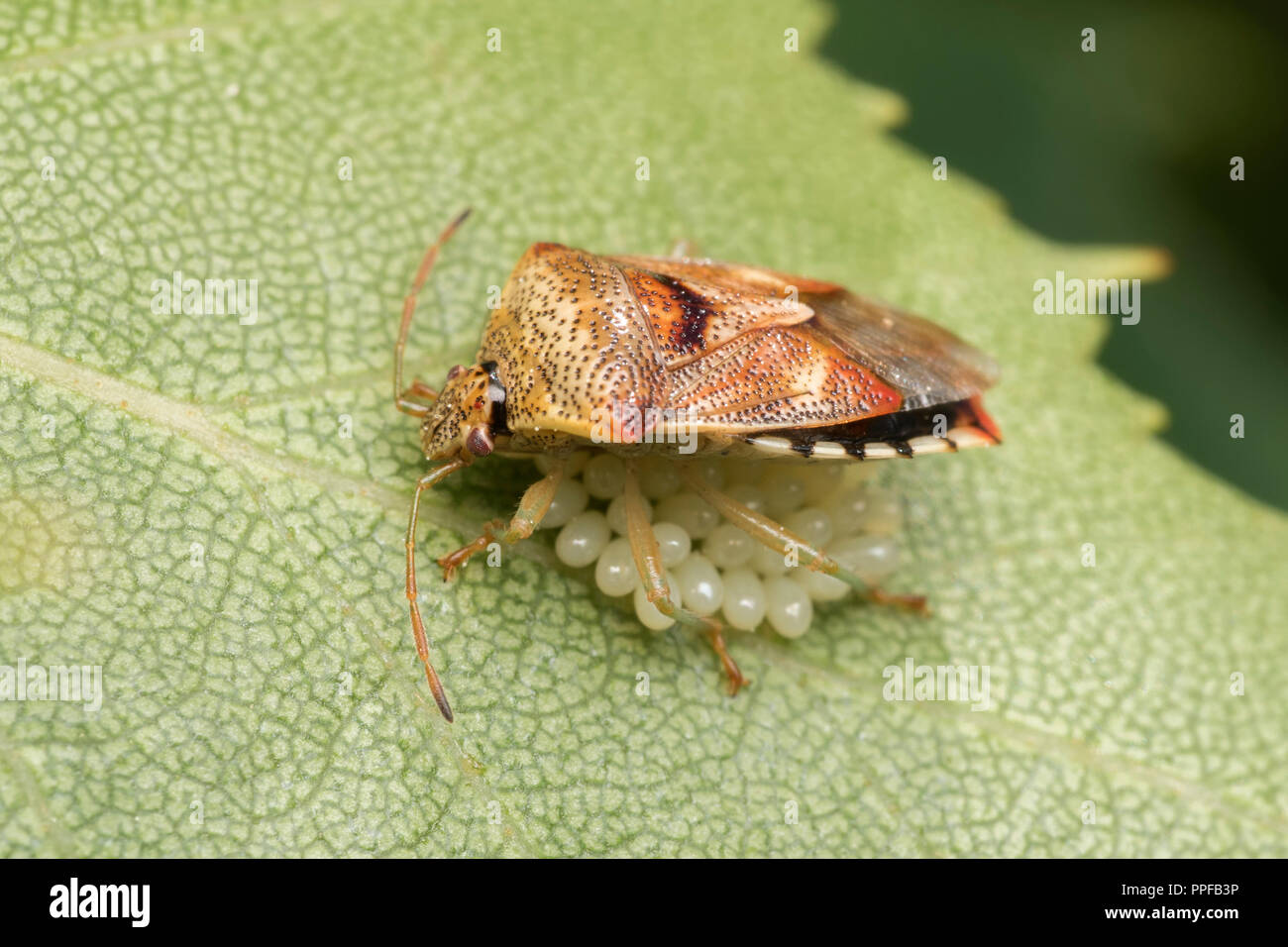 Weibliche Elternteil Bug (Elasmucha grisea) ihre Eier Schutz auf Birke Blatt. Tipperary, Irland Stockfoto