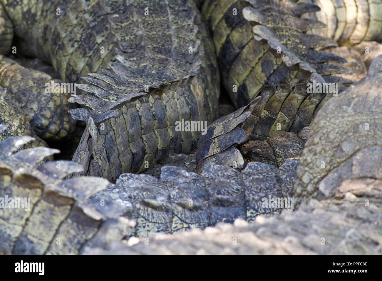 Wenn Höhlen gegraben werden dann Gruppen von Krokodilen in schattigen Bereichen häufen sich vor dem Austrocknen in der Sonne zu schützen, verbrachte Wochen Stockfoto