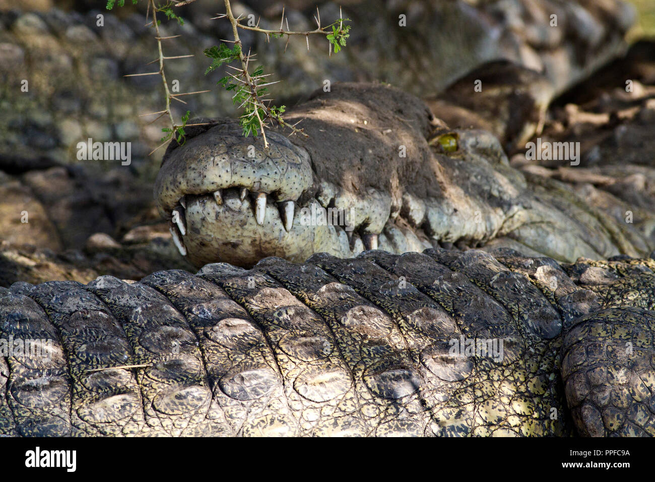 Das gebiss des Krokodils unterscheidet sich von der amerikanische Alligator als der Unterkiefer peg geformte Zähne sind nicht auf die Schnauze ausgesetzt. Stockfoto