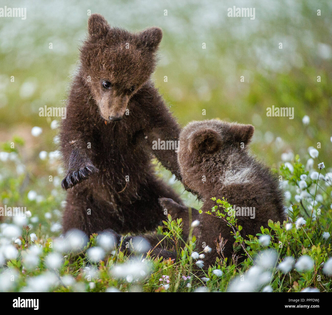 Brown bear Cubs spielen im Wald. Sceintific Name: Ursus arctos. Stockfoto