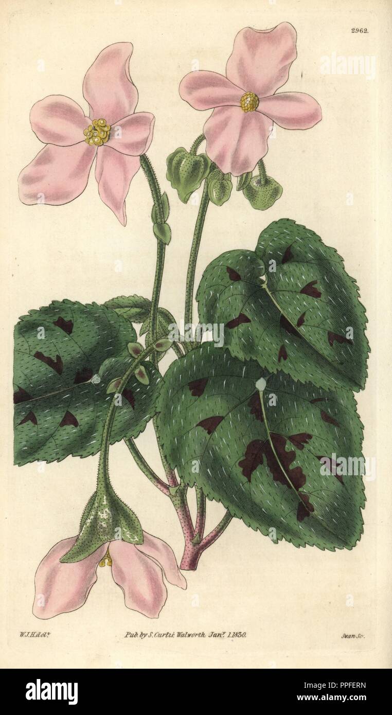 Particolored Begonia, Begonia picta. Abbildung von William Jackson Hooker, durch Schwan eingraviert. Papierkörbe Kupferstich von William Curtis's "Botanical Magazine, "Samuel Curtis, 1830. Hooker (1785-1865) war ein englischer Botaniker, Schriftsteller und Künstler. Er war Regius Professor für Botanik an der Glasgow University und Herausgeber von Curtis'' Botanical Magazine" von 1827 bis 1865. 1841 wurde er zum Direktor der Royal Botanic Gardens in Kew, und wurde von seinem Sohn Joseph Dalton gelungen. Hooker die Farne und Orchideen Verrücktheiten, die England in der Mitte des 19. Jahrhunderts in Bücher schüttelte dokumentiert Stockfoto