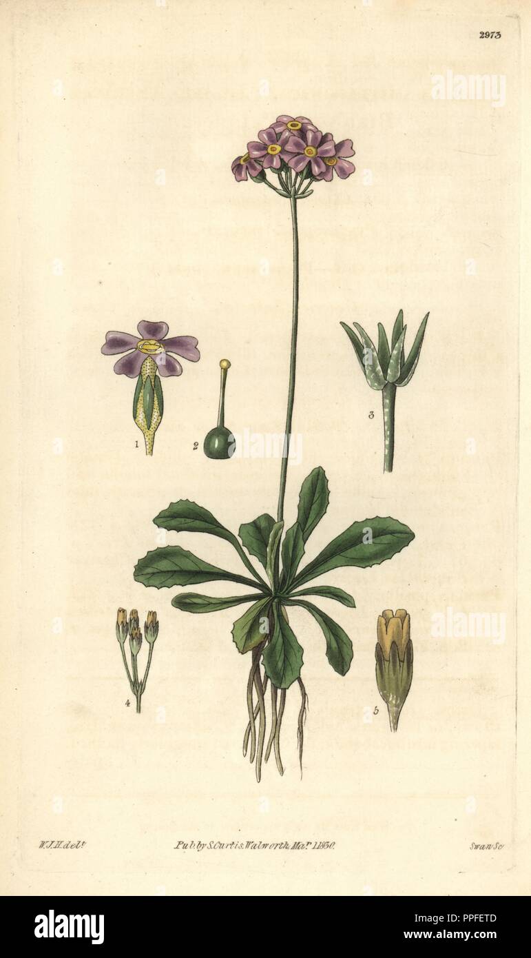 Weniger der American Bird-eye oder Mistassini primel Primula mistassinica. Abbildung von William Jackson Hooker, durch Schwan eingraviert. Papierkörbe Kupferstich von William Curtis's "Botanical Magazine, "Samuel Curtis, 1830. Hooker (1785-1865) war ein englischer Botaniker, Schriftsteller und Künstler. Er war Regius Professor für Botanik an der Glasgow University und Herausgeber von Curtis'' Botanical Magazine" von 1827 bis 1865. 1841 wurde er zum Direktor der Royal Botanic Gardens in Kew, und wurde von seinem Sohn Joseph Dalton gelungen. Hooker die Farne und Orchideen Verrücktheiten, schüttelte Englan dokumentiert Stockfoto