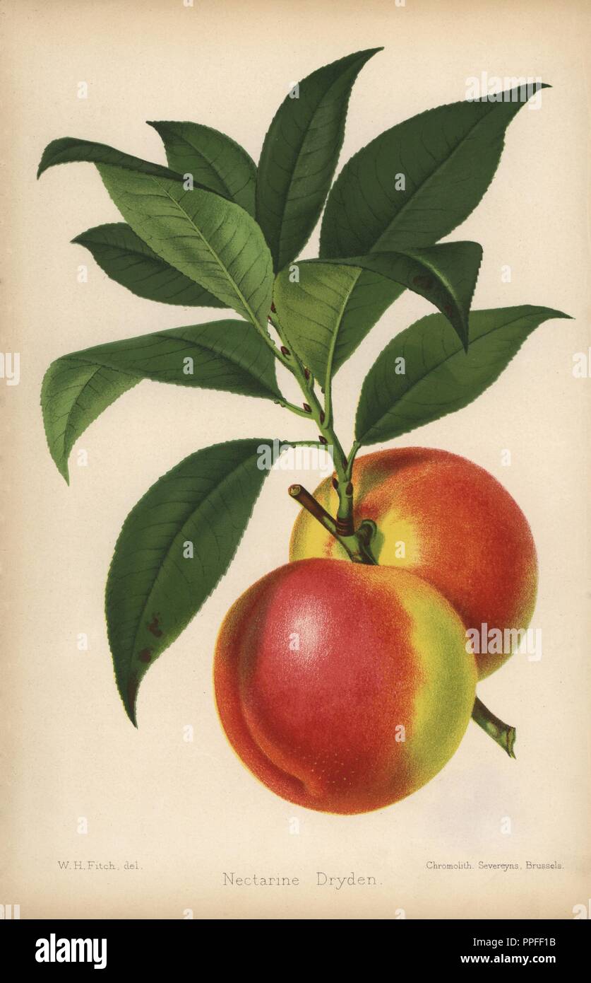 Dryden Nektarine, Prunus Persica. Von "Chromolithograph der Florist und Pomologist" Robert Hogg, London, von 1878 bis 1884 veröffentlicht. 251 Handkolorierte und chromolithographic Platten von Obst und Blumen. Von Walter Hood Fitch, Miss E. in der Regel, und J.L. Macfarlane, Lithographiert von G. Severeyns und Stroobant, Belgien gezeichnet. Stockfoto