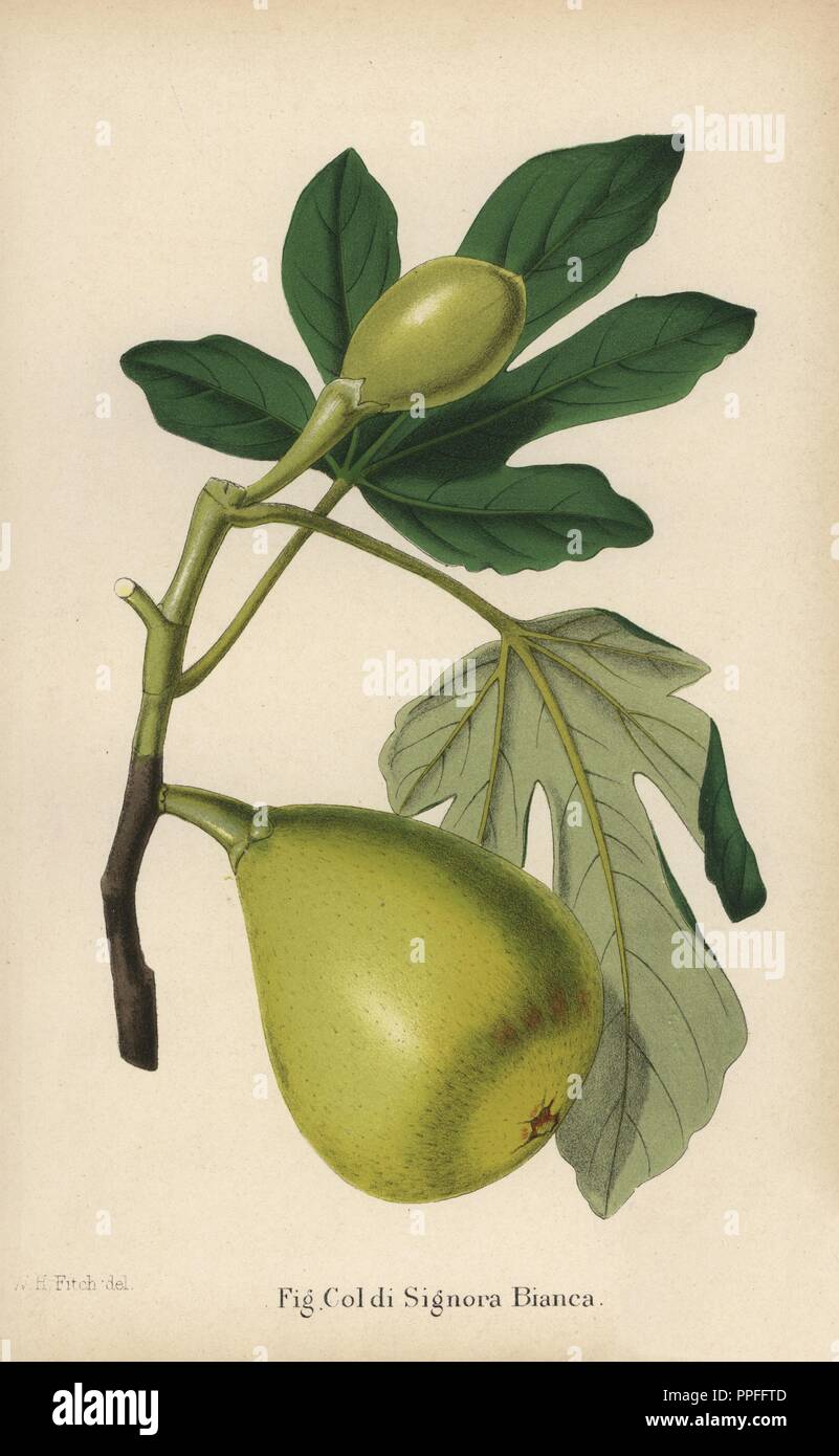Abb. Sorte, Coldi Signora Bianca, Ficus Carica. Von "Chromolithograph der Florist und Pomologist" Robert Hogg, London, von 1878 bis 1884 veröffentlicht. 251 Handkolorierte und chromolithographic Platten von Obst und Blumen. Von Walter Hood Fitch, Miss E. in der Regel, und J.L. Macfarlane, Lithographiert von G. Severeyns, Pannemaeker und Stroobant, Belgien gezeichnet. Stockfoto