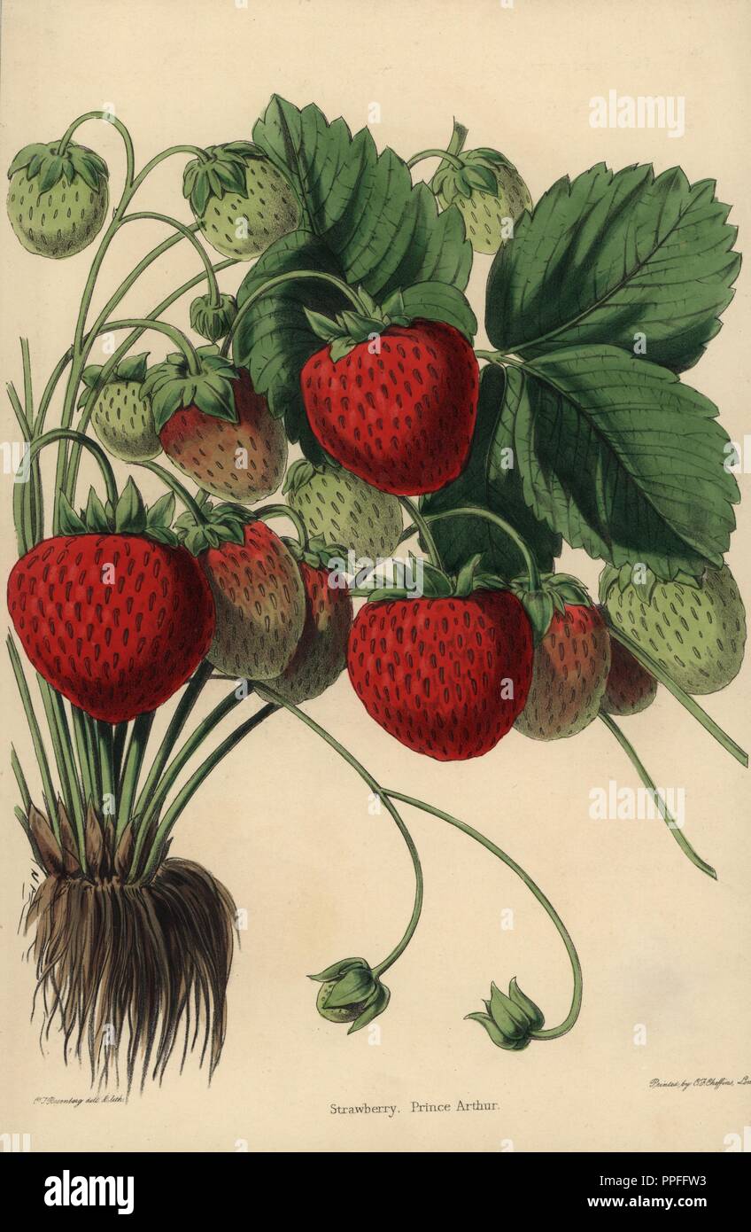 Prince Arthur Erdbeere Vielzahl, Fragaria × ananassa. Gezeichnet und zincographed durch C.T. Rosenberg, für Thomas Moore's "Der Garten Begleiter und Floristen' Guide", 1852, herausgegeben von Karl Friedrich Cheffins. Stockfoto