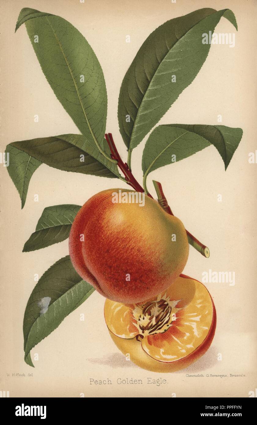 Pfirsich Sorte, Golden Eagle, Prunus Persica. Von "Chromolithograph der Florist und Pomologist" Robert Hogg, London, von 1878 bis 1884 veröffentlicht. 251 Handkolorierte und chromolithographic Platten von Obst und Blumen. Von Walter Hood Fitch, Miss E. in der Regel, und J.L. Macfarlane, Lithographiert von G. Severeyns und Stroobant, Belgien gezeichnet. Stockfoto
