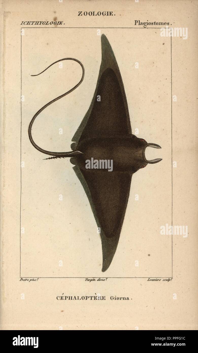 Teufel Fisch oder riesige Teufel Ray, Mobula mobular. Papierkörbe Kupferstich Walze Gravur von JUSSIEU's 'Dictionnaire des Sciences Naturelles' 1816-1830. Die Volumes auf Fische und Reptilien wurden von Hippolyte Cloquet, Historikerin und Doktor der Medizin bearbeitet. Illustration von J.G. Pretre, gestochen von Louviers, unter der Regie von Turpin, und von F. G. Levrault veröffentlicht. Jean Gabriel Pretre (17801845) war Maler der Naturgeschichte an der Kaiserin Josephine Zoo und wurde später Künstler im Museum für Naturkunde. Stockfoto