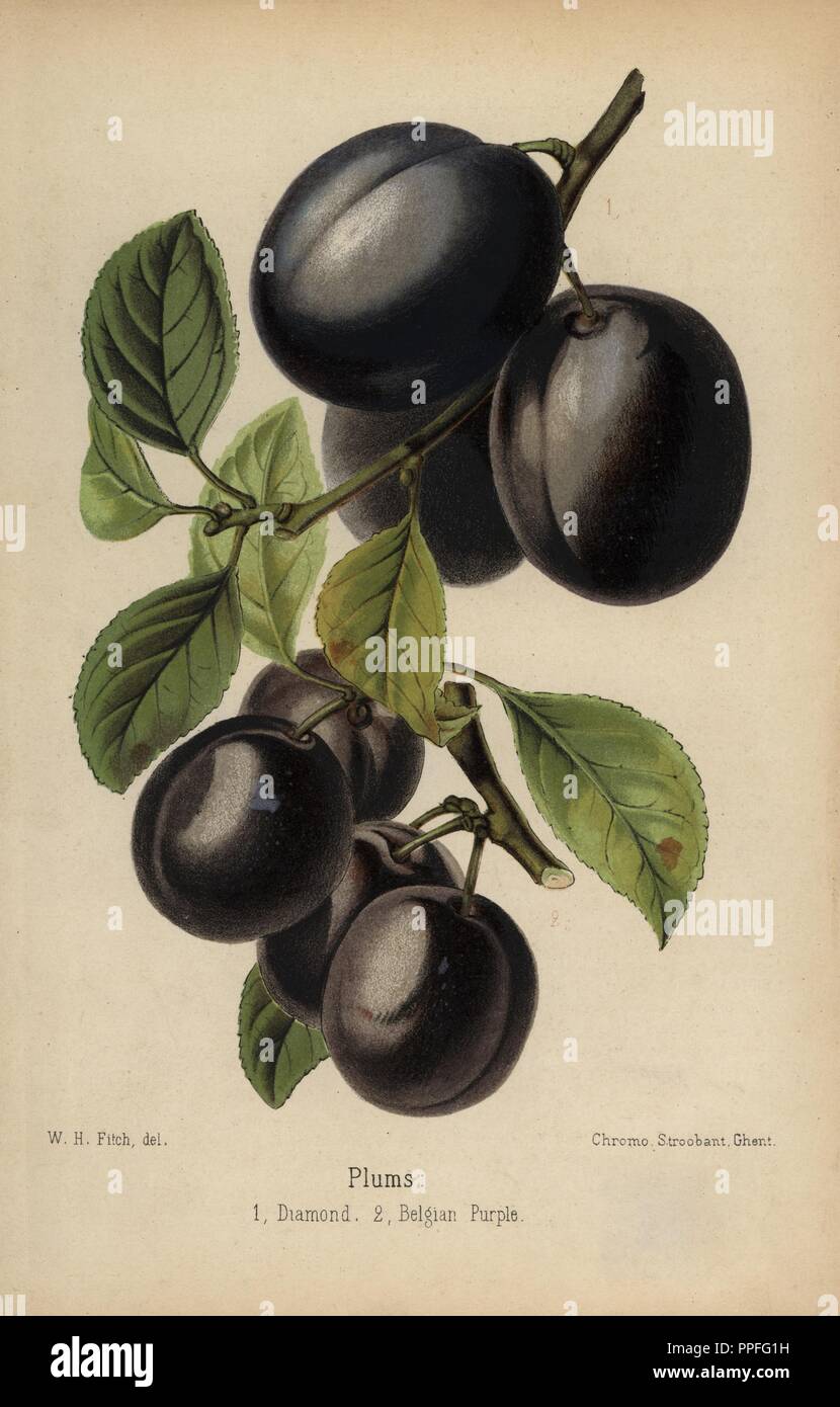 Pflaume Sorten: Diamant und belgischen Lila, Prunus domestica. Von "Chromolithograph der Florist und Pomologist" Robert Hogg, London, von 1878 bis 1884 veröffentlicht. 251 Handkolorierte und chromolithographic Platten von Obst und Blumen. Von Walter Hood Fitch, Miss E. in der Regel, und J.L. Macfarlane, Lithographiert von G. Severeyns und Stroobant, Belgien gezeichnet. Stockfoto