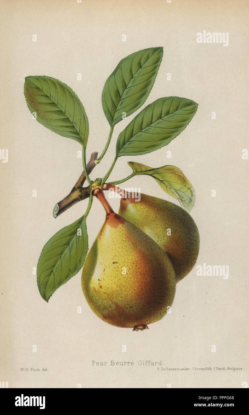 Birnen der Sorte, Beurre Giffard, Pyrus Communis. Von "Chromolithograph der Florist und Pomologist" Robert Hogg, London, von 1878 bis 1884 veröffentlicht. 251 Handkolorierte und chromolithographic Platten von Obst und Blumen. Von Walter Hood Fitch, Miss E. in der Regel, und J.L. Macfarlane, Lithographiert von G. Severeyns, Pannemaeker und Stroobant, Belgien gezeichnet. Stockfoto