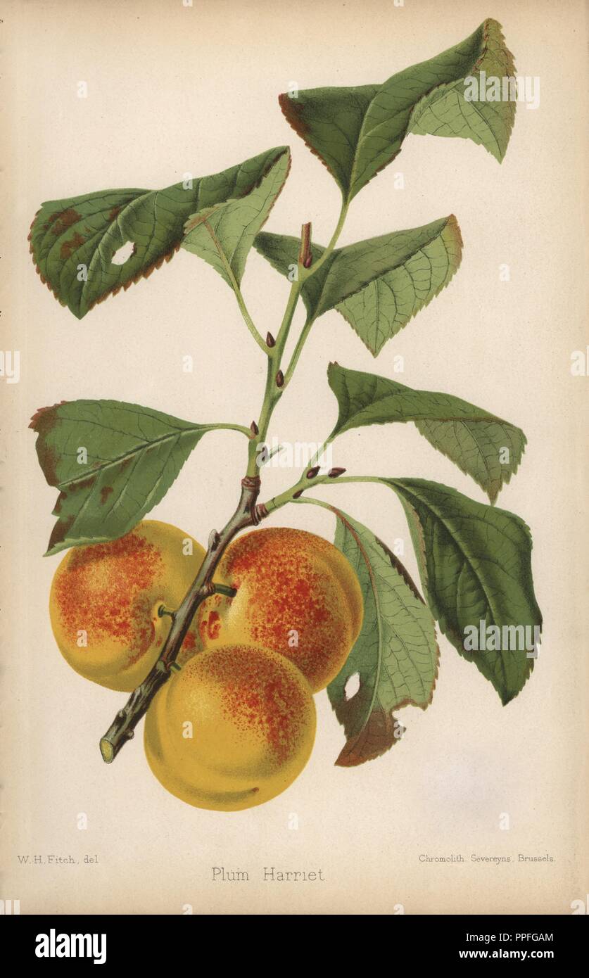 Pflaumen der Sorte, Harriet, Prunus domestica. Von "Chromolithograph der Florist und Pomologist" Robert Hogg, London, von 1878 bis 1884 veröffentlicht. 251 Handkolorierte und chromolithographic Platten von Obst und Blumen. Von Walter Hood Fitch, Miss E. in der Regel, und J.L. Macfarlane, Lithographiert von G. Severeyns und Stroobant, Belgien gezeichnet. Stockfoto