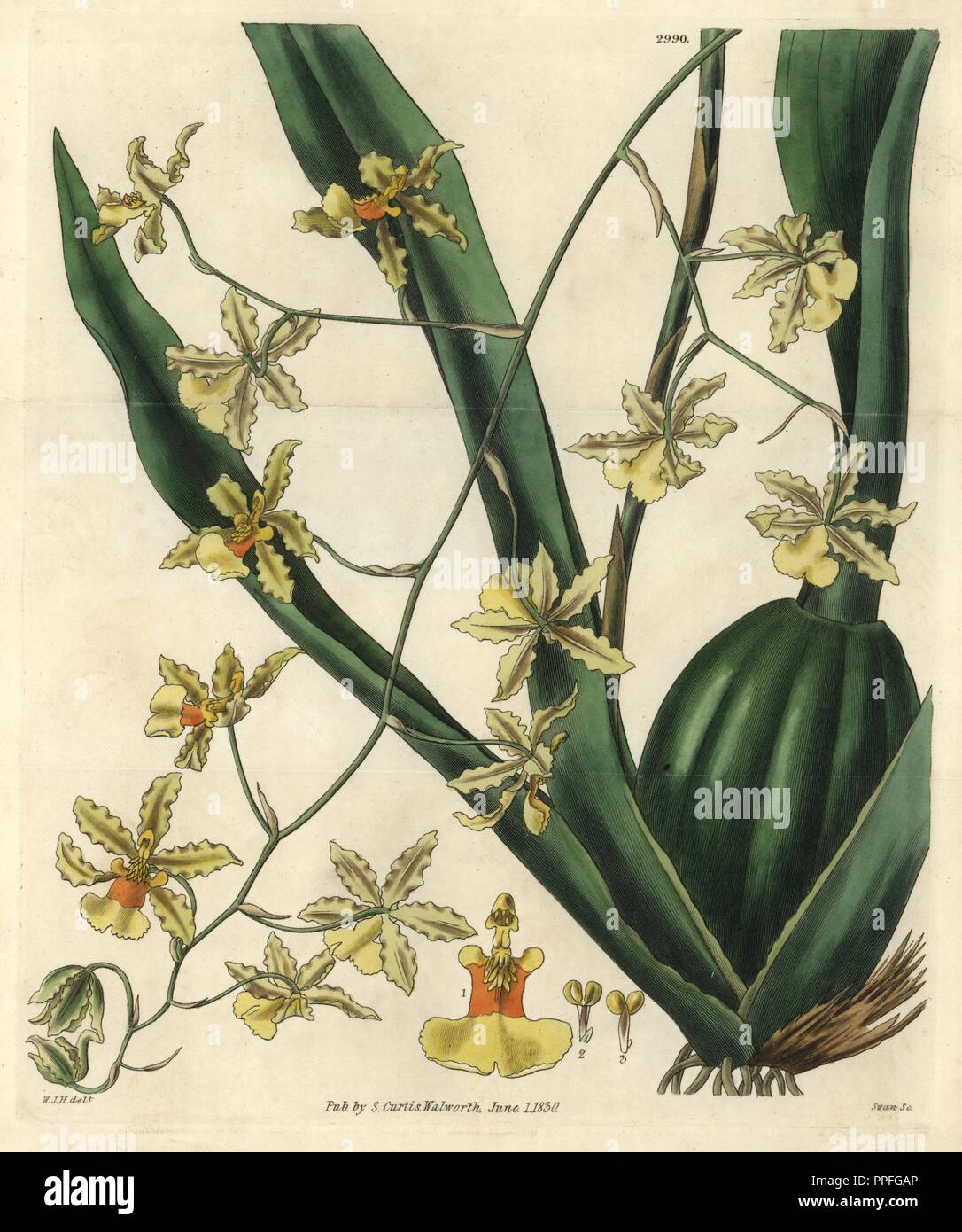 Tall - aufgehaltene Oncidium, Oncidium altissimum. Abbildung von William Jackson Hooker, durch Schwan eingraviert. Papierkörbe Kupferstich von William Curtis's "Botanical Magazine, "Samuel Curtis, 1830. Hooker (1785-1865) war ein englischer Botaniker, Schriftsteller und Künstler. Er war Regius Professor für Botanik an der Glasgow University und Herausgeber von Curtis'' Botanical Magazine" von 1827 bis 1865. 1841 wurde er zum Direktor der Royal Botanic Gardens in Kew, und wurde von seinem Sohn Joseph Dalton gelungen. Hooker dokumentiert die Farne und Orchideen Verrücktheiten, die England in der Mitte des 19. Jahrhunderts in schüttelte Stockfoto