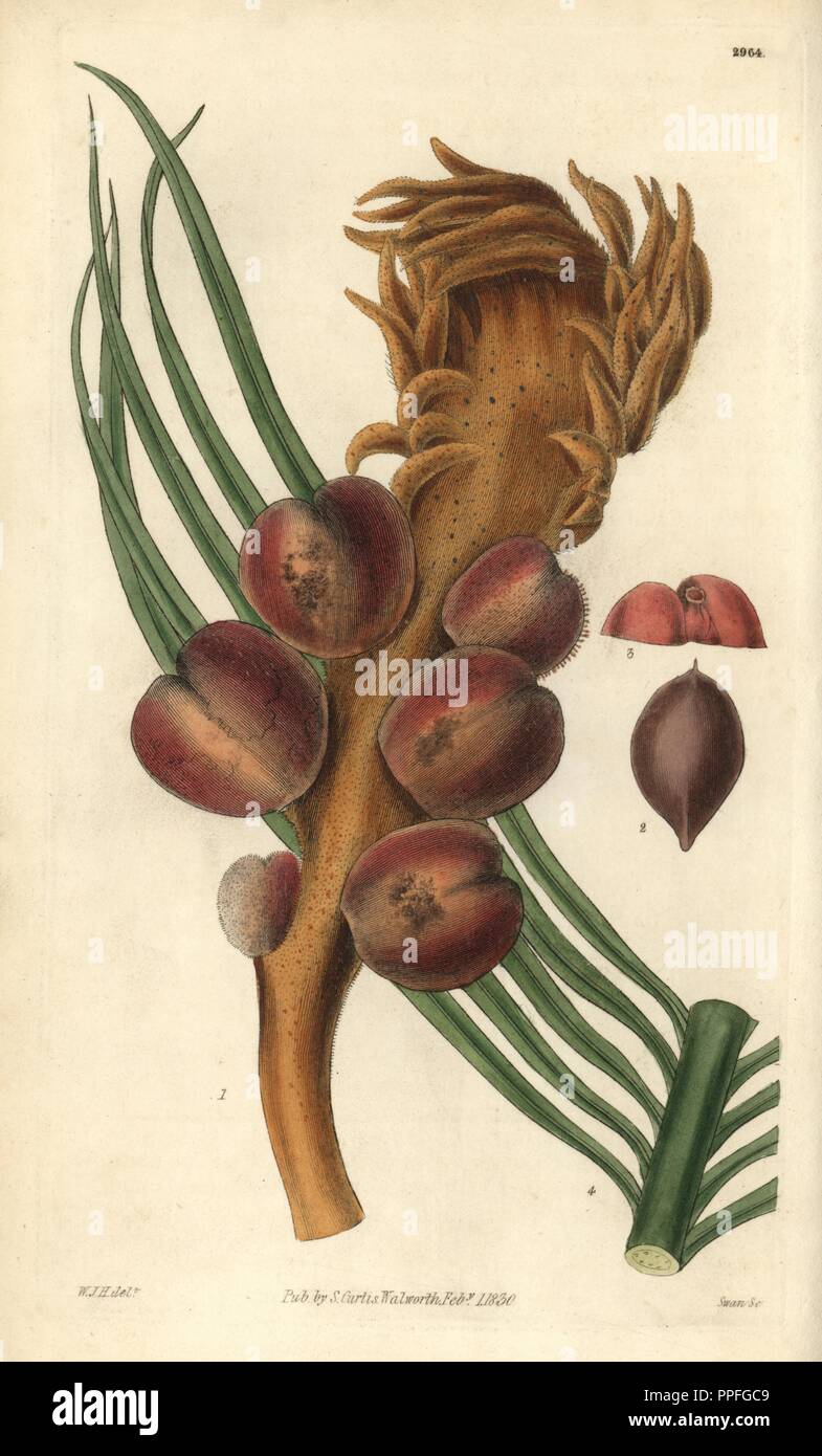 Sago cycas oder schmale-leaved Cycas, Cycas Revoluta. Abbildung von William Jackson Hooker, durch Schwan eingraviert. Papierkörbe Kupferstich von William Curtis's "Botanical Magazine, "Samuel Curtis, 1830. Hooker (1785-1865) war ein englischer Botaniker, Schriftsteller und Künstler. Er war Regius Professor für Botanik an der Glasgow University und Herausgeber von Curtis'' Botanical Magazine" von 1827 bis 1865. 1841 wurde er zum Direktor der Royal Botanic Gardens in Kew, und wurde von seinem Sohn Joseph Dalton gelungen. Hooker die Farne und Orchideen Verrücktheiten, die England in der Mitte des 19. Jh. schüttelte dokumentiert Stockfoto