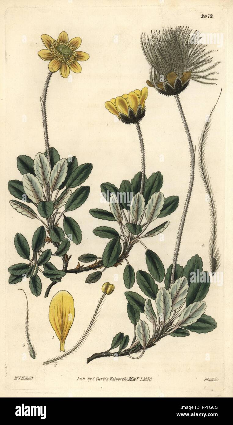 Gelb-blühenden oder Drummonds Berg avens, Dryas drummondii. Abbildung von William Jackson Hooker, durch Schwan eingraviert. Papierkörbe Kupferstich von William Curtis's "Botanical Magazine, "Samuel Curtis, 1830. Hooker (1785-1865) war ein englischer Botaniker, Schriftsteller und Künstler. Er war Regius Professor für Botanik an der Glasgow University und Herausgeber von Curtis'' Botanical Magazine" von 1827 bis 1865. 1841 wurde er zum Direktor der Royal Botanic Gardens in Kew, und wurde von seinem Sohn Joseph Dalton gelungen. Hooker die Farne und Orchideen Verrücktheiten, die England im schüttelte dokumentiert Stockfoto