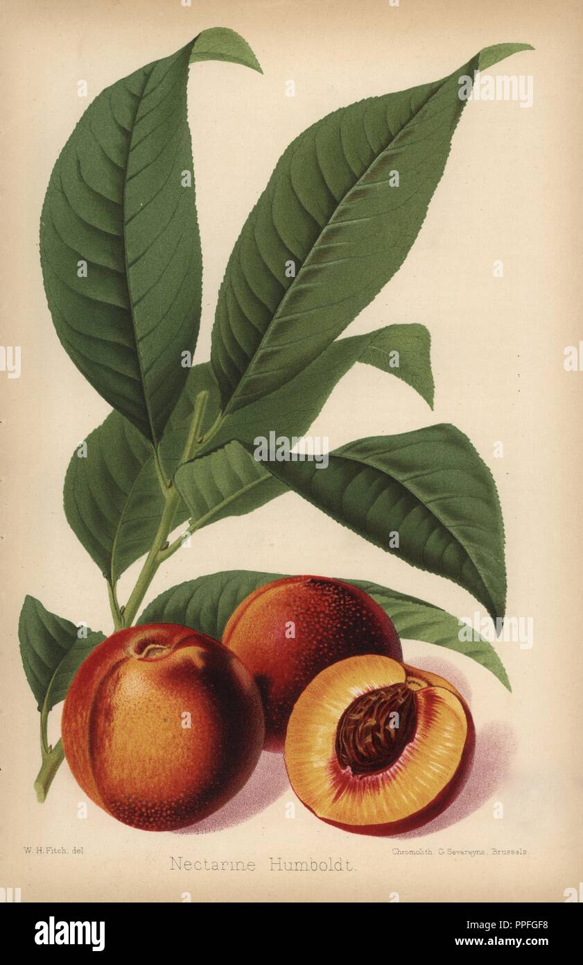 Humboldt Nektarine, Prunus Persica Sorte. Von "Chromolithograph der Florist und Pomologist" Robert Hogg, London, von 1878 bis 1884 veröffentlicht. 251 Handkolorierte und chromolithographic Platten von Obst und Blumen. Von Walter Hood Fitch, Miss E. in der Regel, und J.L. Macfarlane, Lithographiert von G. Severeyns und Stroobant, Belgien gezeichnet. Stockfoto