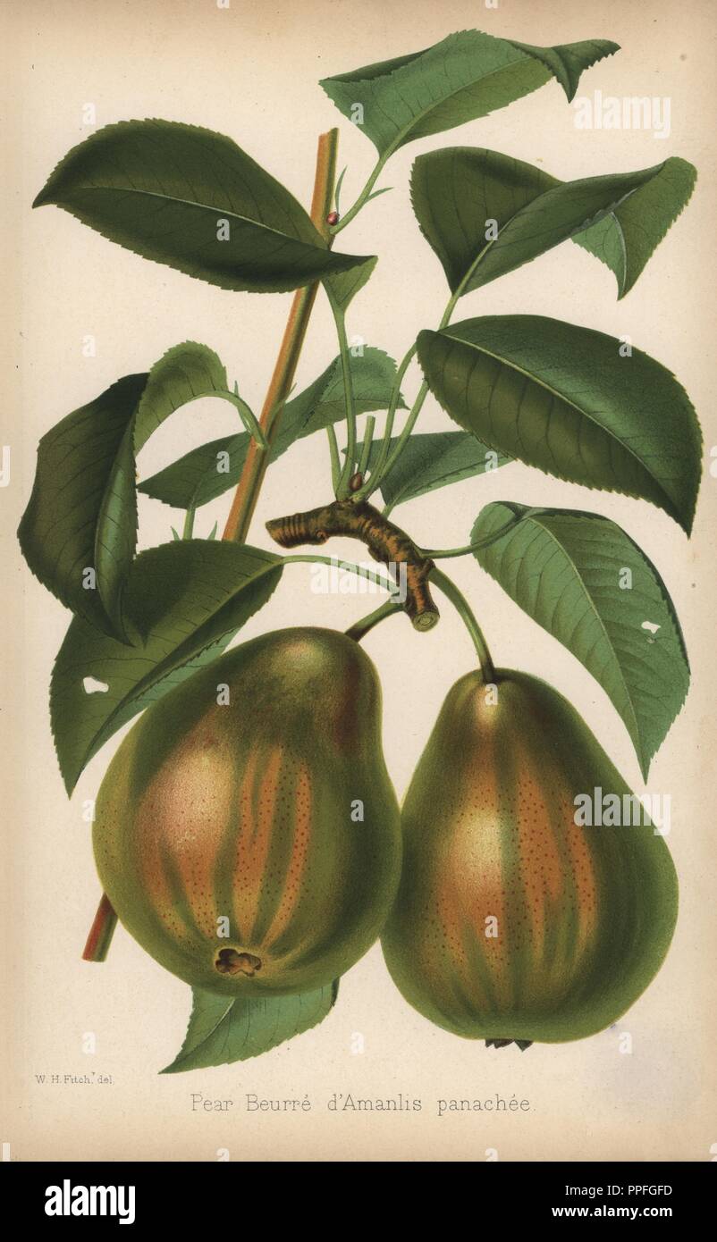 Birnen der Sorte, Beurre d'Amarilis panachee, Pyrus Communis. Von "Chromolithograph der Florist und Pomologist" Robert Hogg, London, von 1878 bis 1884 veröffentlicht. 251 Handkolorierte und chromolithographic Platten von Obst und Blumen. Von Walter Hood Fitch, Miss E. in der Regel, und J.L. Macfarlane, Lithographiert von G. Severeyns und Stroobant, Belgien gezeichnet. Stockfoto