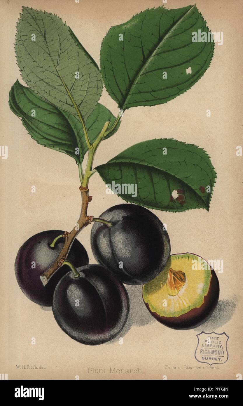 Pflaume Sorte, Monarch, Prunus domestica. Von "Chromolithograph der Florist und Pomologist" Robert Hogg, London, von 1878 bis 1884 veröffentlicht. 251 Handkolorierte und chromolithographic Platten von Obst und Blumen. Von Walter Hood Fitch, Miss E. in der Regel, und J.L. Macfarlane, Lithographiert von G. Severeyns und Stroobant, Belgien gezeichnet. Stockfoto
