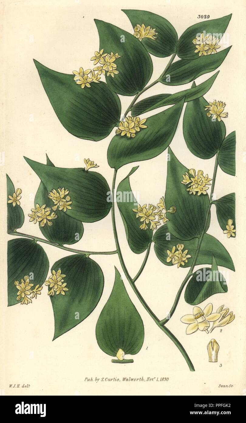 Klettern Mäusedorn, Ruscus Androgynus. Abbildung von William Jackson Hooker, durch Schwan eingraviert. Papierkörbe Kupferstich von William Curtis's "Botanical Magazine, "Samuel Curtis, 1830. Hooker (1785-1865) war ein englischer Botaniker, Schriftsteller und Künstler. Er war Regius Professor für Botanik an der Glasgow University und Herausgeber von Curtis'' Botanical Magazine" von 1827 bis 1865. 1841 wurde er zum Direktor der Royal Botanic Gardens in Kew, und wurde von seinem Sohn Joseph Dalton gelungen. Hooker dokumentiert die Farne und Orchideen Verrücktheiten, die England in der Mitte des 19. Jahrhunderts in schüttelte Stockfoto