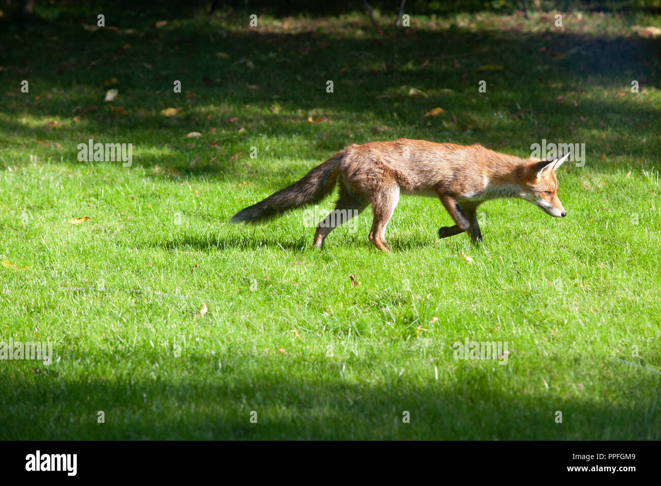Eine städtische Fox in einem Garten in Clapham, South London, auf einem sonnigen September Nachmittag. Stockfoto