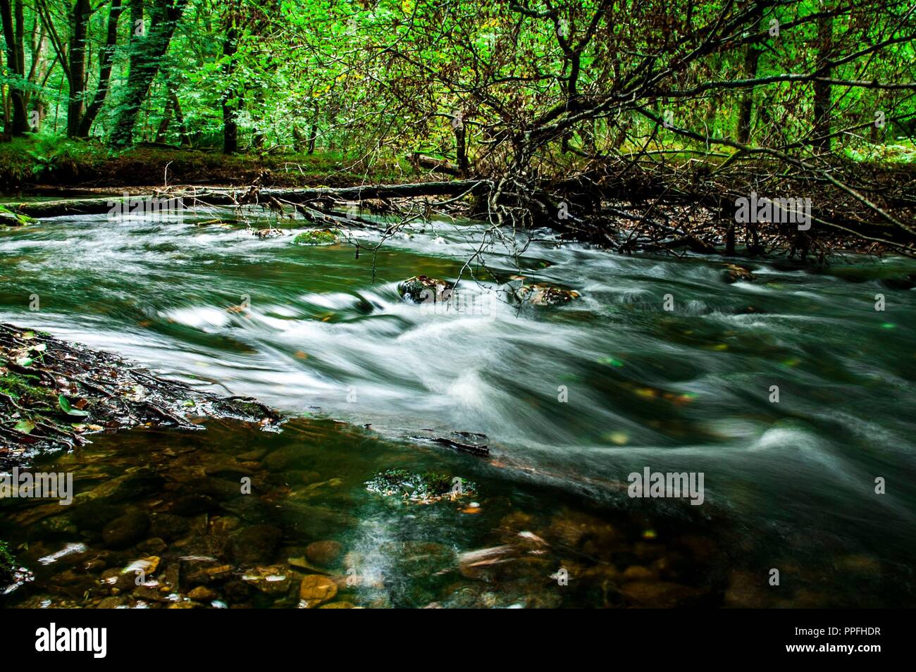 Flusses Plym seine Weise durch Cann Woods in Richtung Plymbridge Woods. Stockfoto