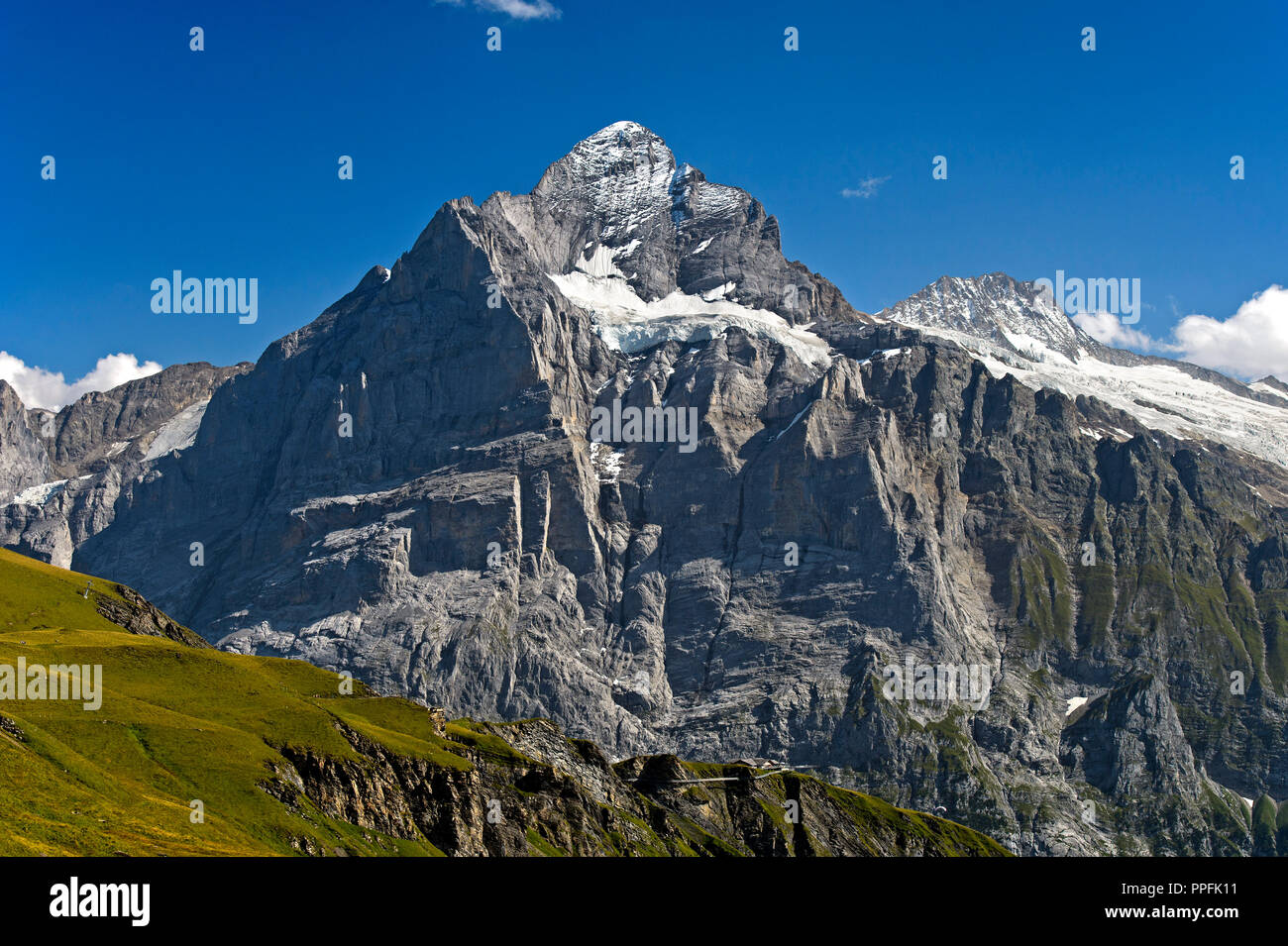 Im Wandergebiet Grindelwald First, Blick auf den Gipfel Wetterhorn, Grindelwald, Berner Oberland, Schweiz Stockfoto