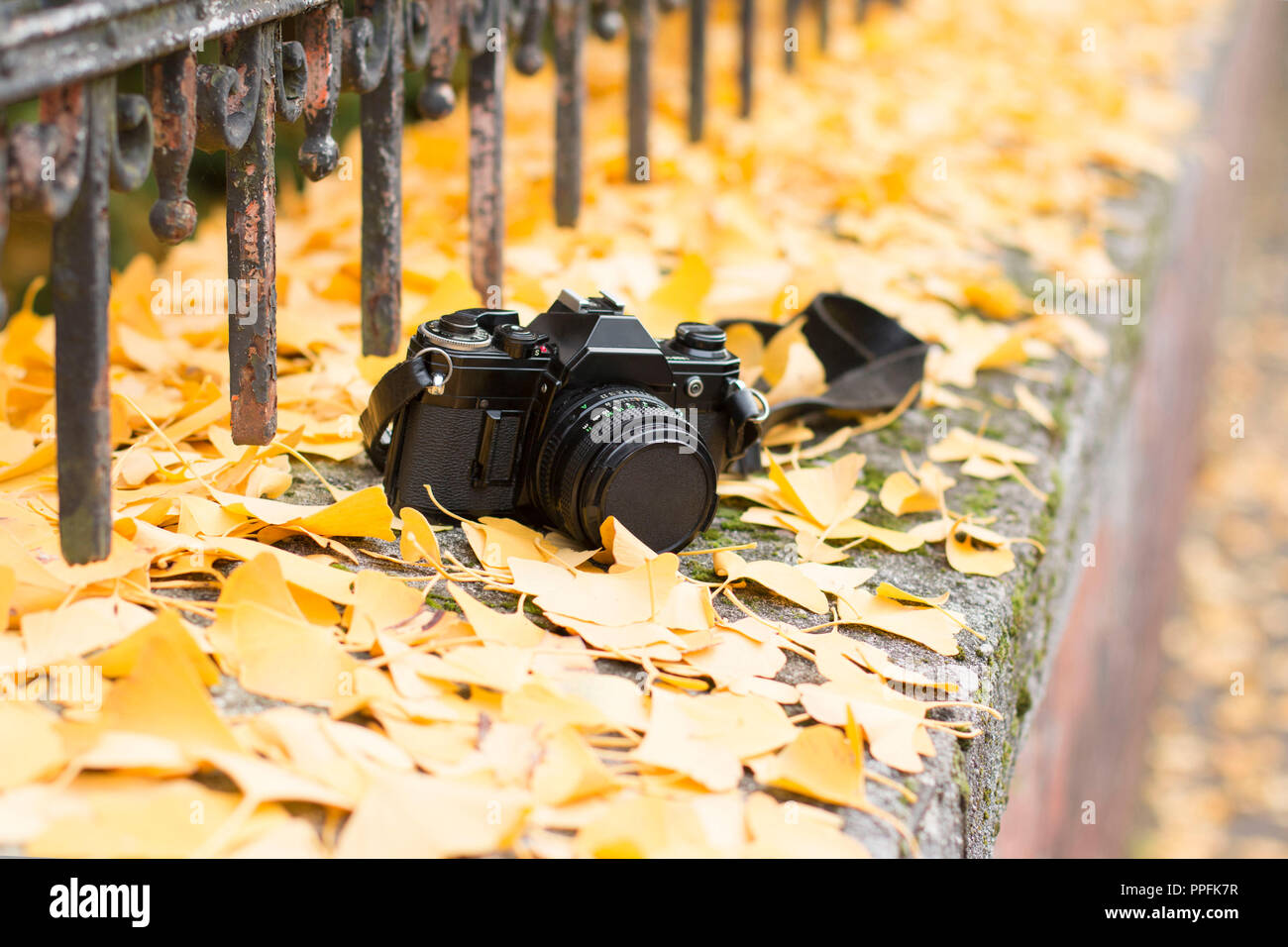 Von alten analogen Kamera auf dem gelben Laub Stockfoto