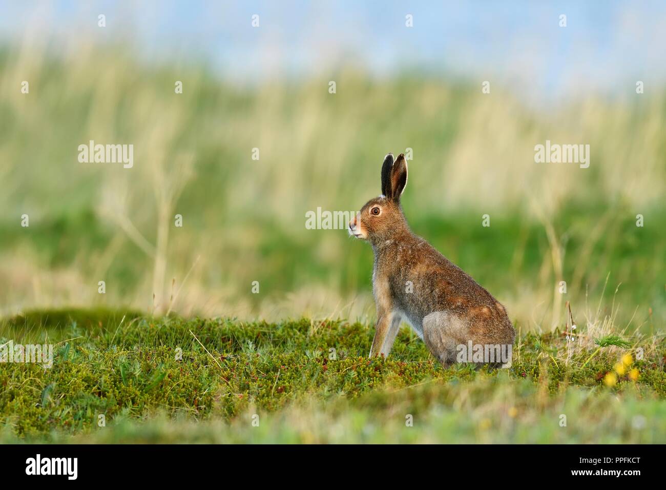 Schneehase (Lepus timidus), im Sommer Mantel, Tundra, Varanger, Norwegen Stockfoto