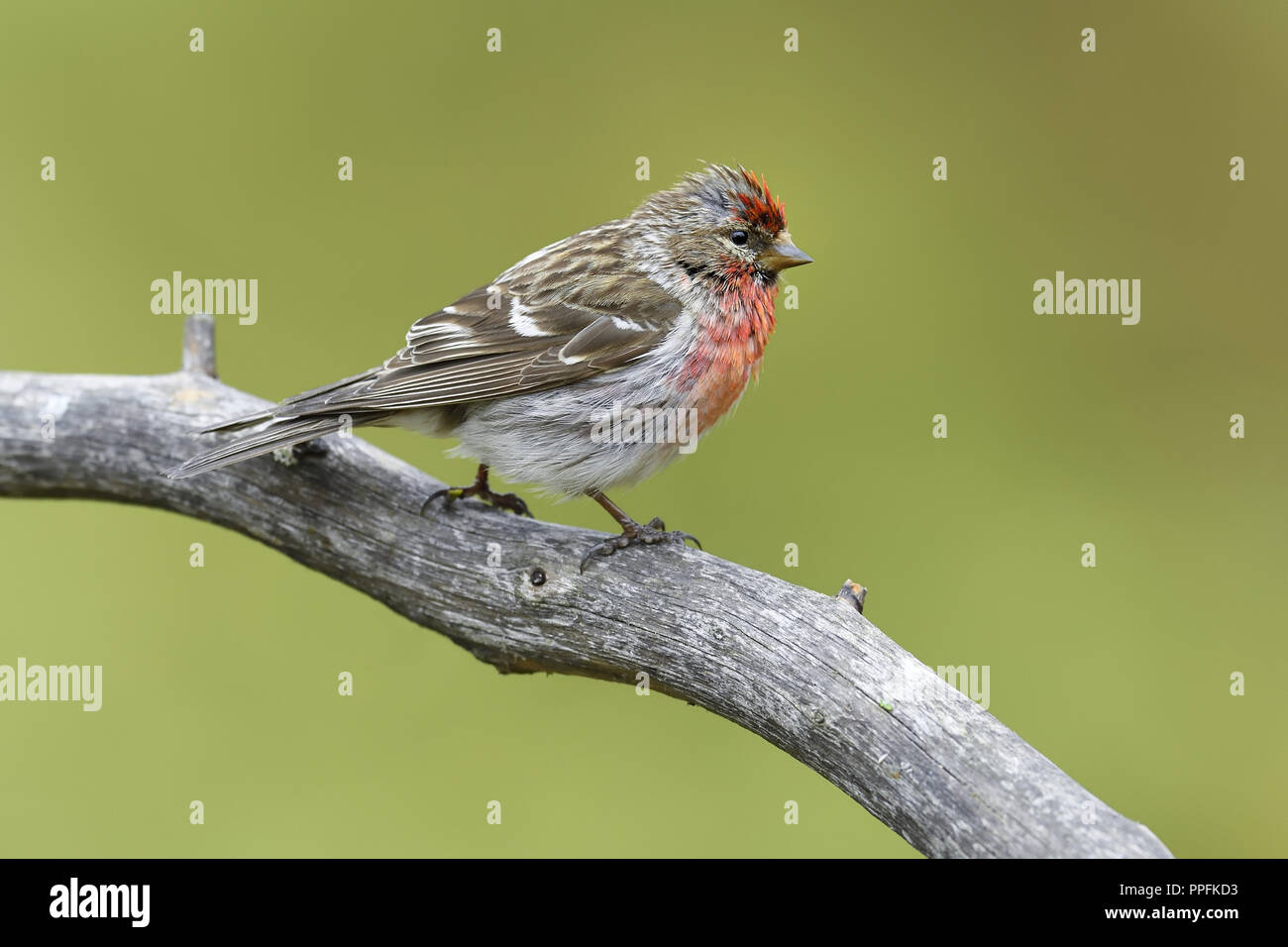 Arktis Redpoll (Acanthis hornemanni), erwachsenen Vogel auf einem Zweig, Varanger, Finnmark, Norwegen sitzen Stockfoto