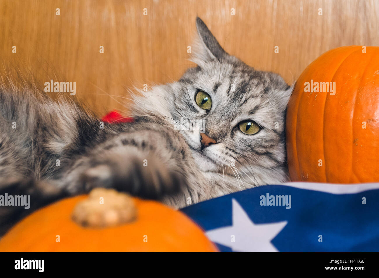 Der gestreifte graue Katze spielt mit Kürbisse auf der amerikanischen Flagge. Hintergrundbilder für Urlaub Halloween. Stockfoto