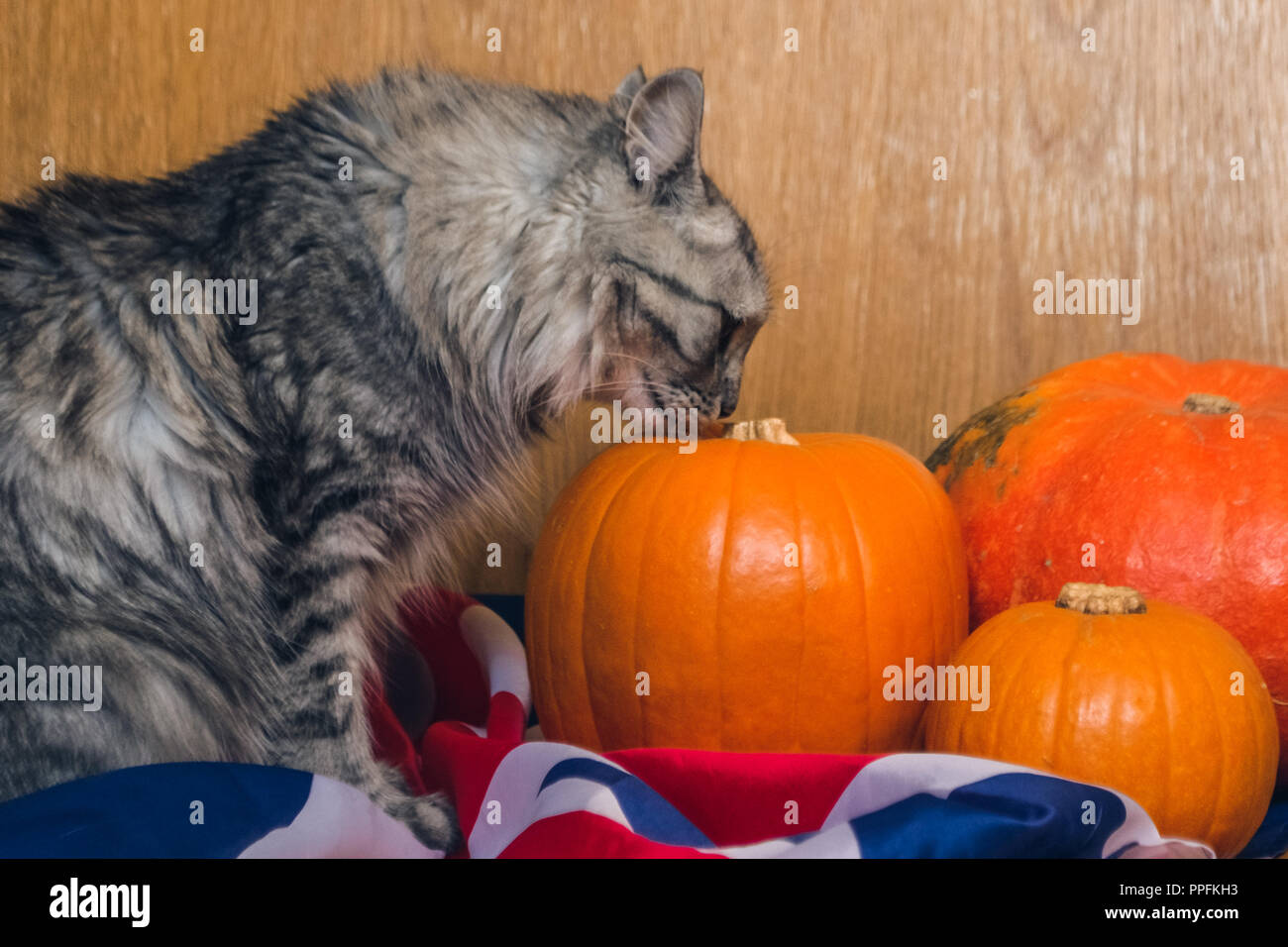 Eine gestreifte graue Katze schnuppert ein Kürbis auf die britische Flagge. Hintergrundbilder für Urlaub Halloween. Stockfoto