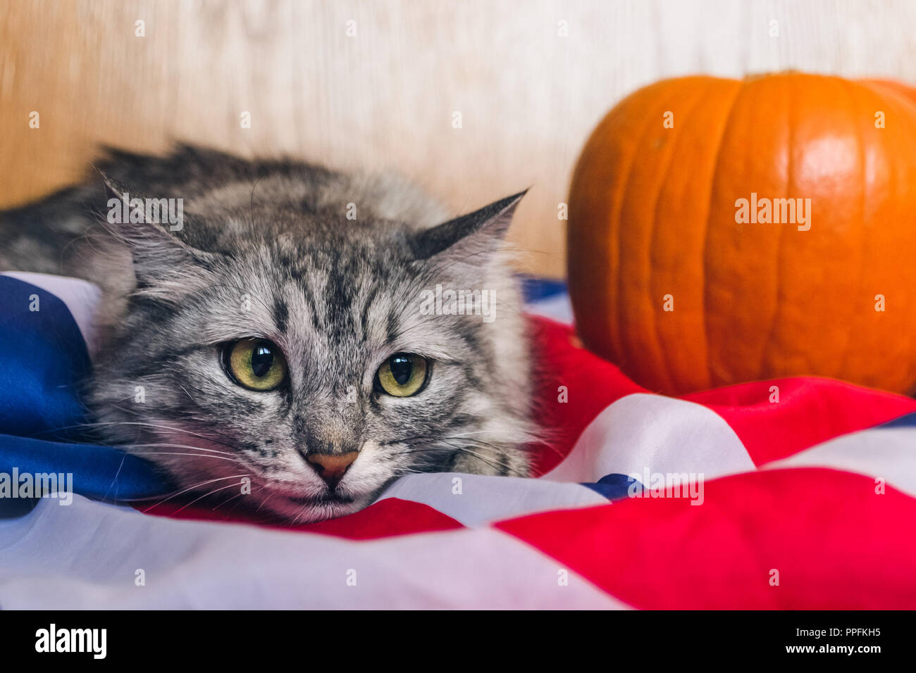 Der gestreifte graue Katze sieht spielerisch, der gerade in die Kamera. Kürbisse auf die britische Flagge. Hintergrundbilder für Urlaub Halloween. Stockfoto