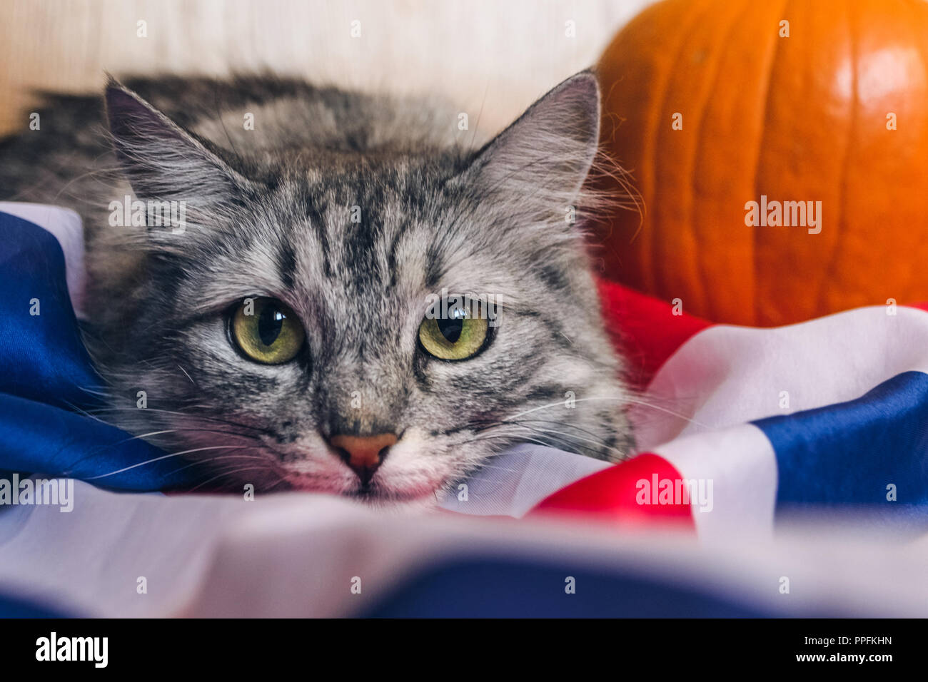 Der gestreifte graue Katze sieht spielerisch, der gerade in die Kamera. Kürbisse auf die britische Flagge. Hintergrundbilder für Urlaub Halloween. Stockfoto