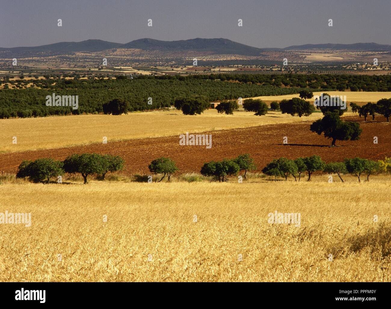 Der EXTREMADURA. Blick auf die Landschaft des VALLE DE LA SERENA in der Umgebung von La Nava. Bezirk von La Serena. Provinz Badajoz. Spanien. Stockfoto