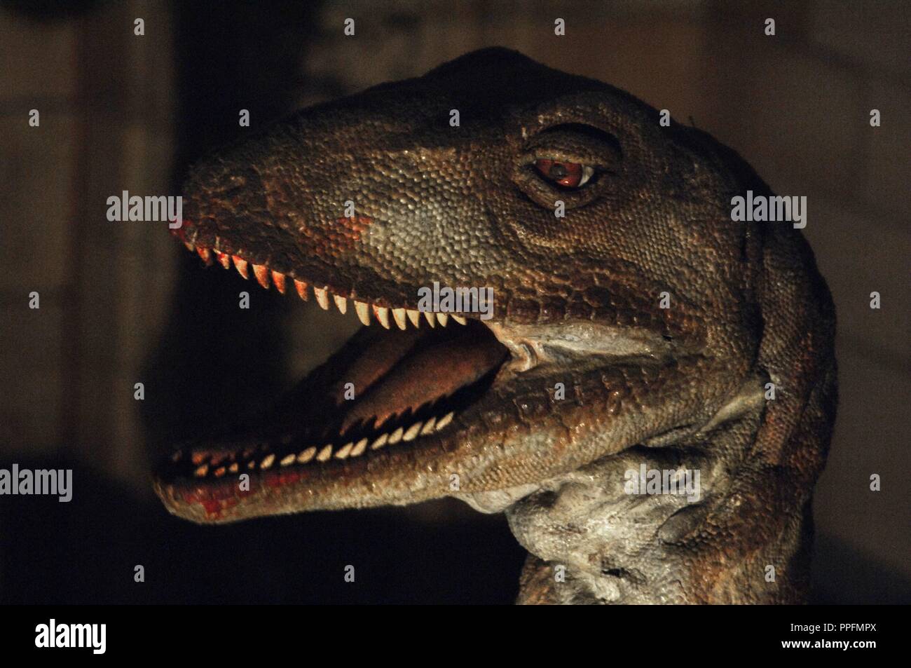 Reproduktion eines Deinonychus (Deinonychus antirrhopus). Untere Kreidezeit. 119-97 Millionen Jahren. Den Kopf detail. Natural History Museum. London. Vereinigtes Königreich. Stockfoto