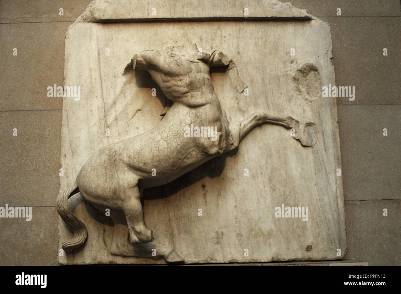 Metope V vom Parthenon, die Teil der Schlacht zwischen Kentauren und Lapithen. Centuur. 5. Jahrhundert v. Chr.. Athen. British Museum. London. Vereinigtes Königreich. Stockfoto