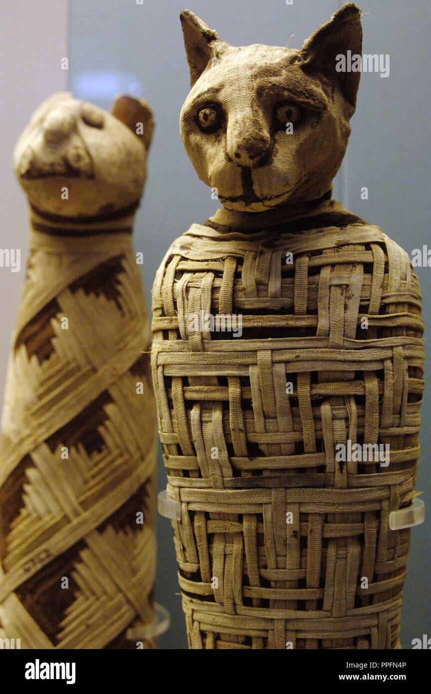 Mumie einer Katze. Nach 30 BC. Römischer Zeit. Vielleicht 1. Jahrhundert n. Chr. Aus Abydos. British Museum. London. Vereinigtes Königreich. Stockfoto