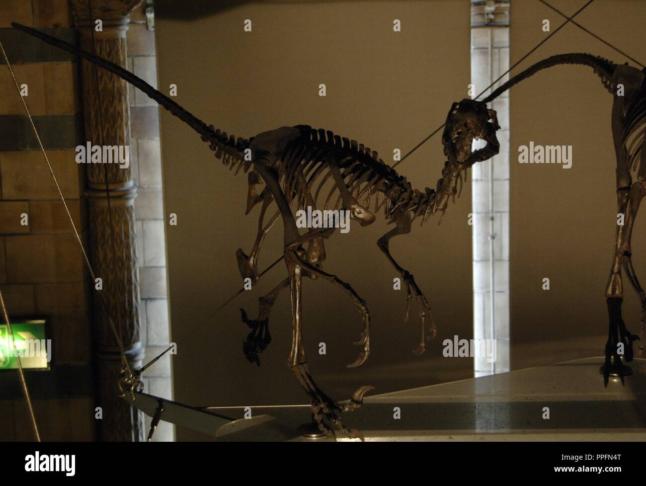 Dromaeosaur Skeletts. Obere Kreide. Taxon. Natural History Museum. London. Vereinigtes Königreich. Stockfoto