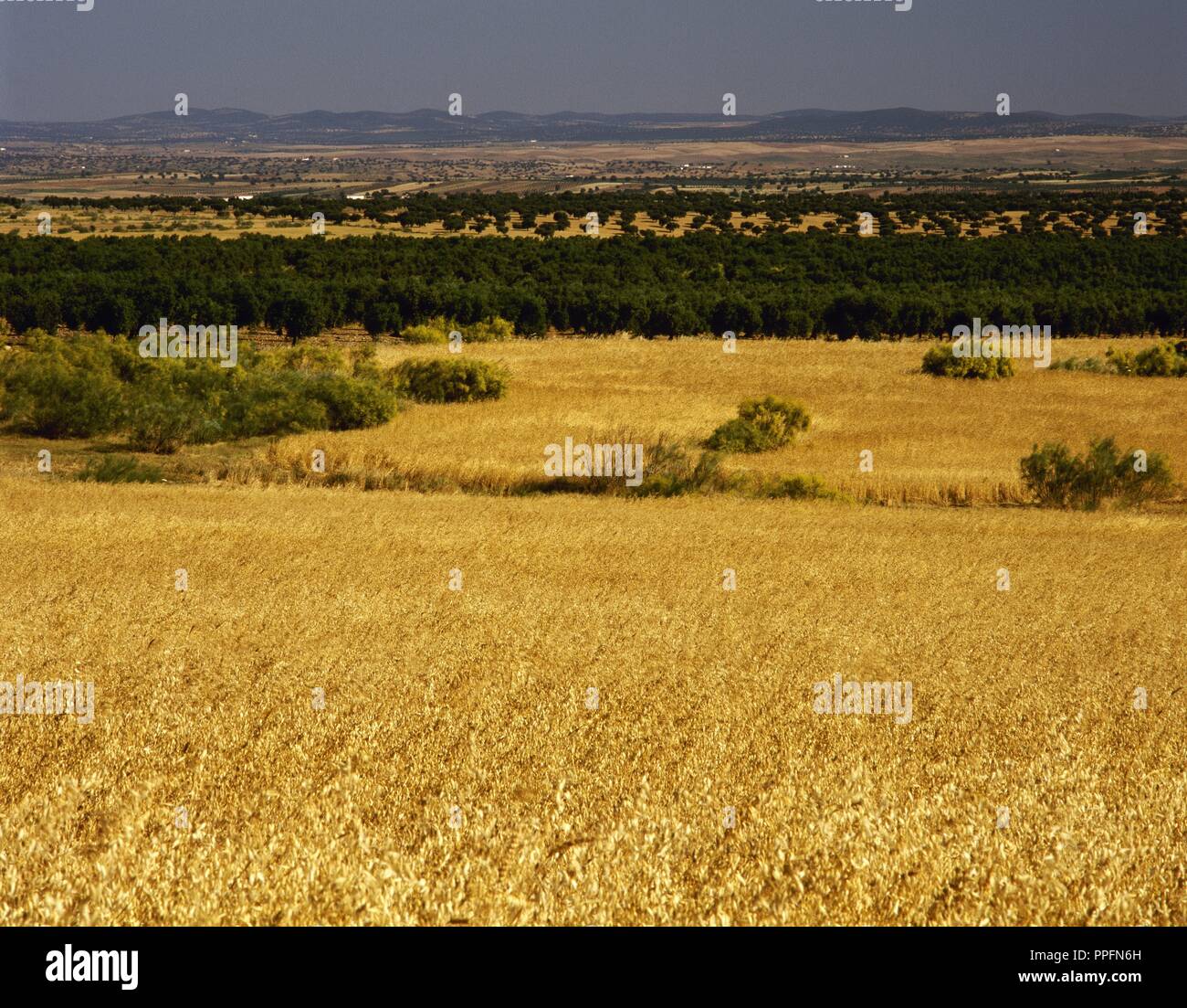 Der EXTREMADURA. Blick auf die Landschaft des VALLE DE LA SERENA in der Umgebung von La Nava. Bezirk von La Serena. Provinz Badajoz. Spanien. Stockfoto