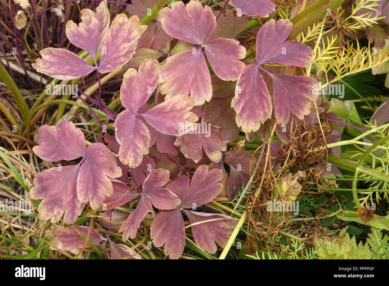 Rosa und Lila Blätter der breitblättrige Pflanze Stockfoto