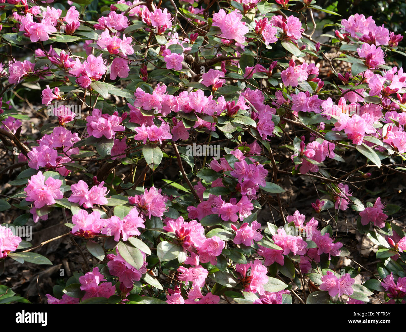 Früher Frühling im Garten. Rosafarbenes, immergrüner Rhododendron Olga Mezitt ist eine attraktive Gartenpflanze für sich, in Gruppen oder als Hecke. Stockfoto