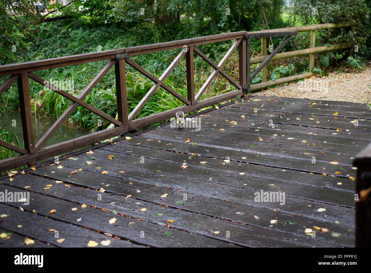 Neugierig Grauhörnchen (Sciurus carolinensis), das Sammeln von Eicheln und stoppen kurz über eine kleine Holzbrücke. Stockfoto