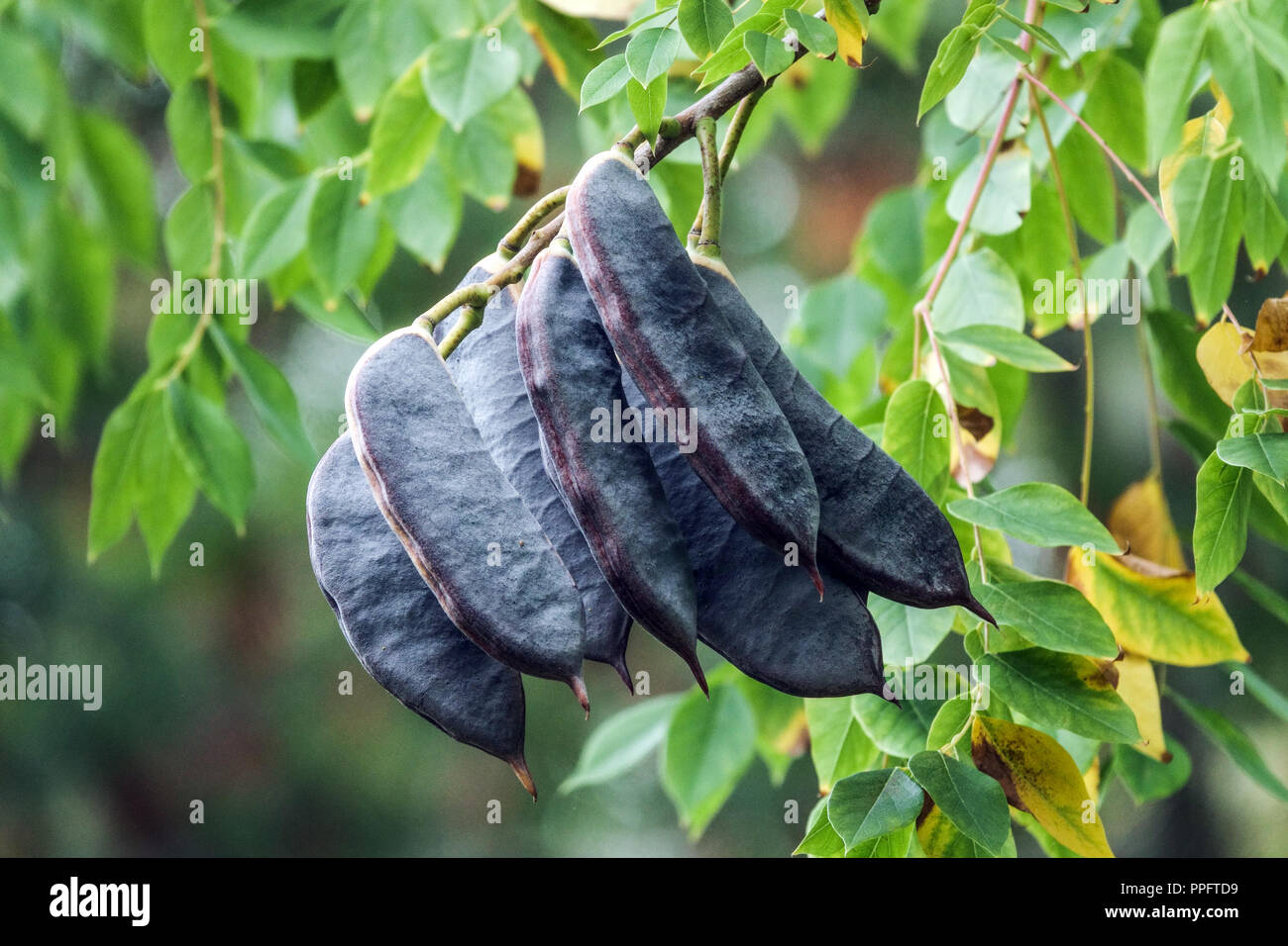 Kentucky Kaffeebaum, Gymnocladus dioicus-Reifekapseln Stockfoto