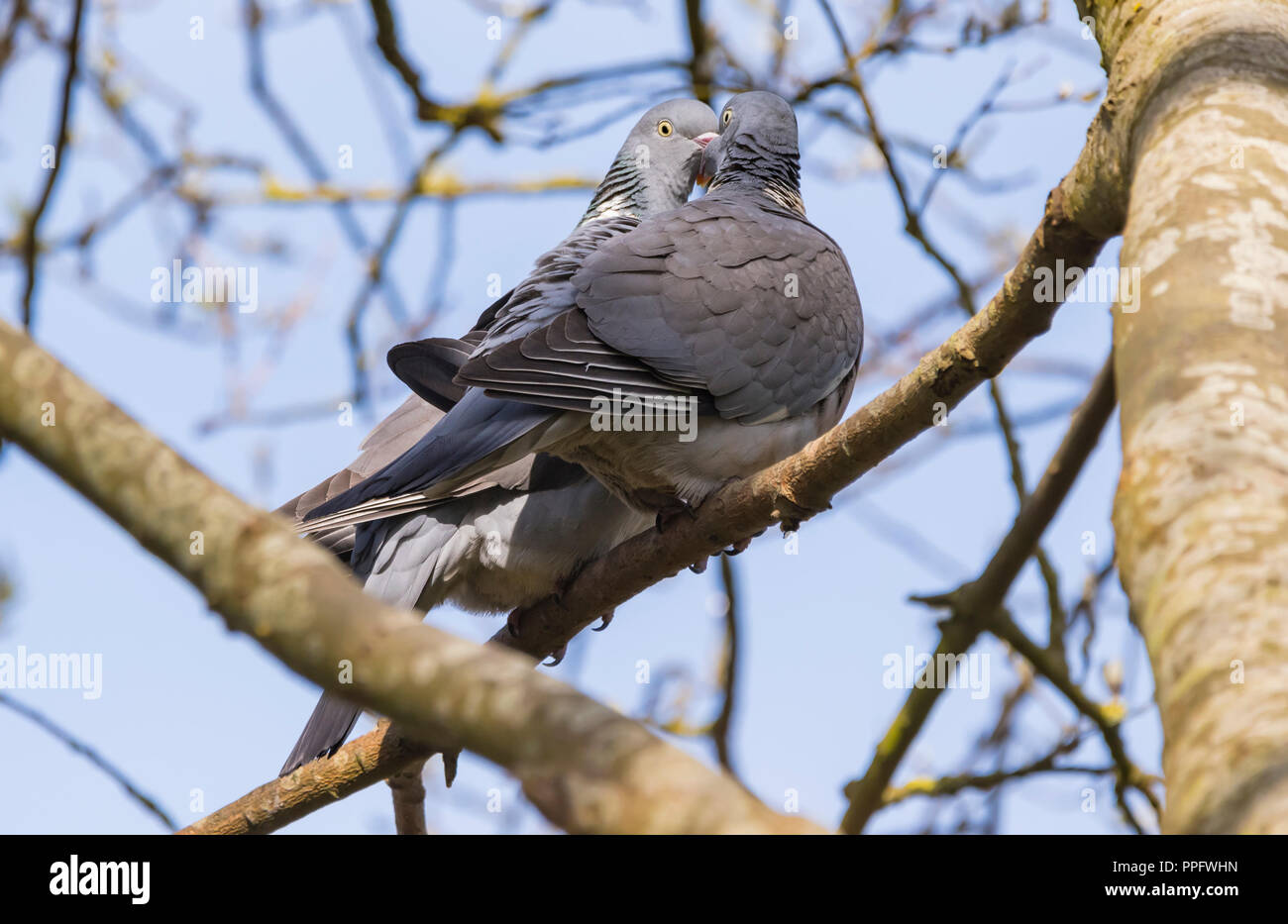 Paar Woodpigeons (Columba palumbus) in einem Baum im Frühjahr umwerben in Großbritannien thront. Ringeltaube Balz. Stockfoto