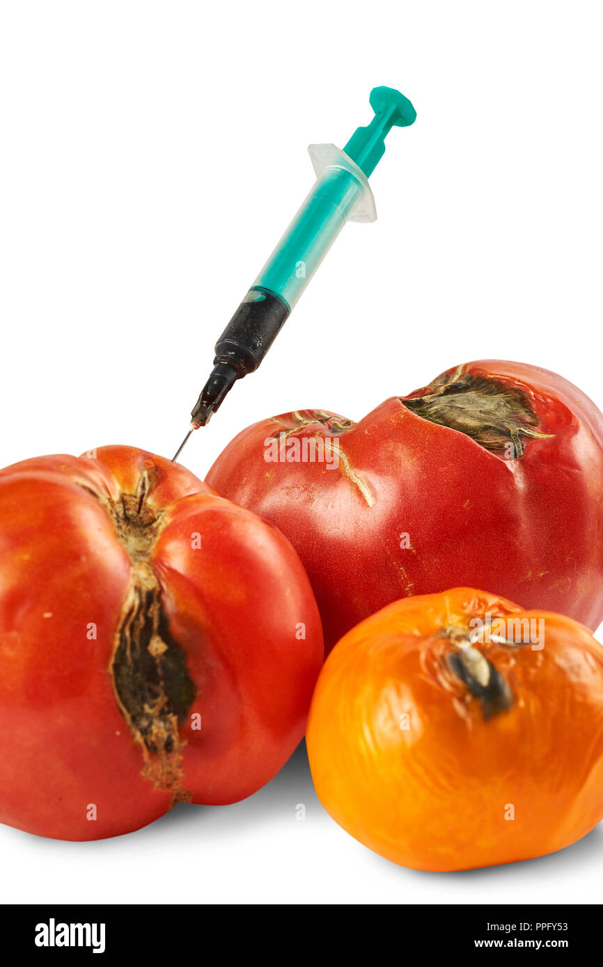 Verwöhnt, Faul drei Tomaten mit Spritze auf weißem Hintergrund. Stockfoto