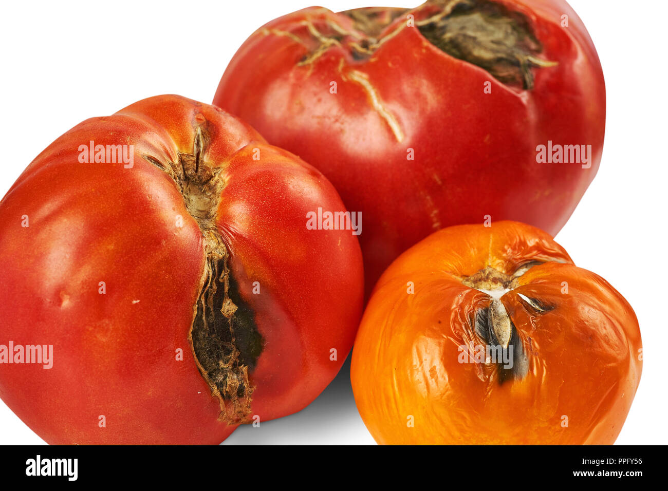 Verwöhnt, Faul drei Tomaten auf weißem Hintergrund. Stockfoto