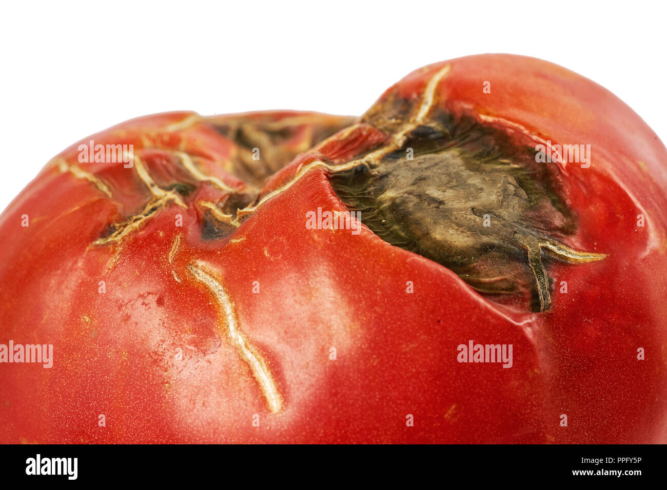 Verdorben, faule rote Tomaten auf weißem Hintergrund. Stockfoto
